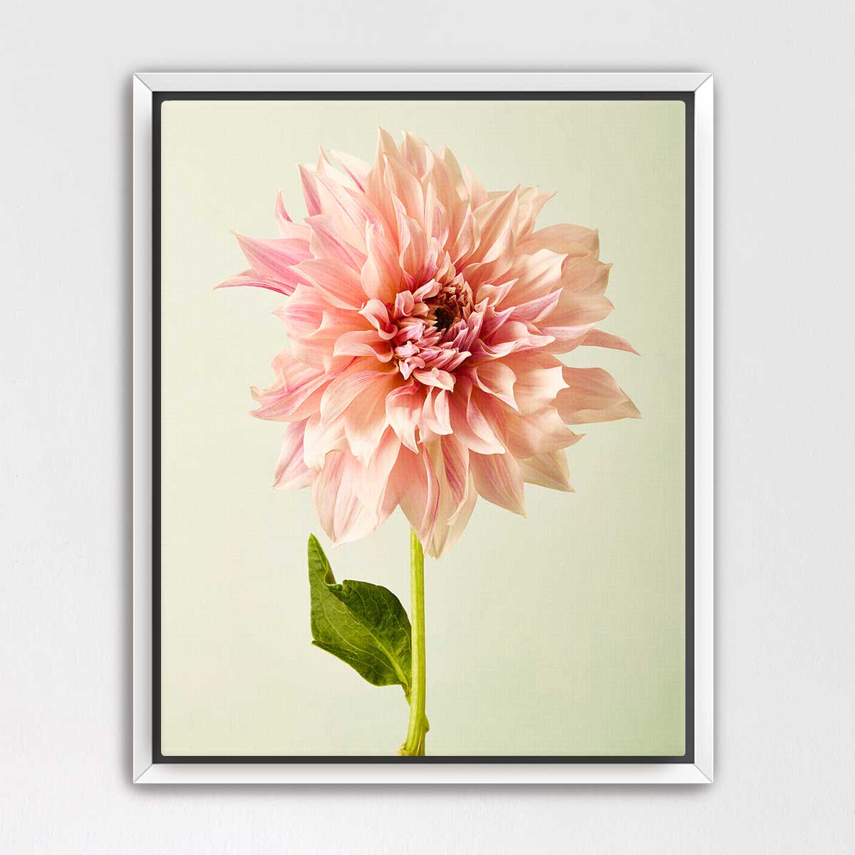 A large, vibrant pink dahlia flower in full bloom, with its petals spread wide and a green stem visible.