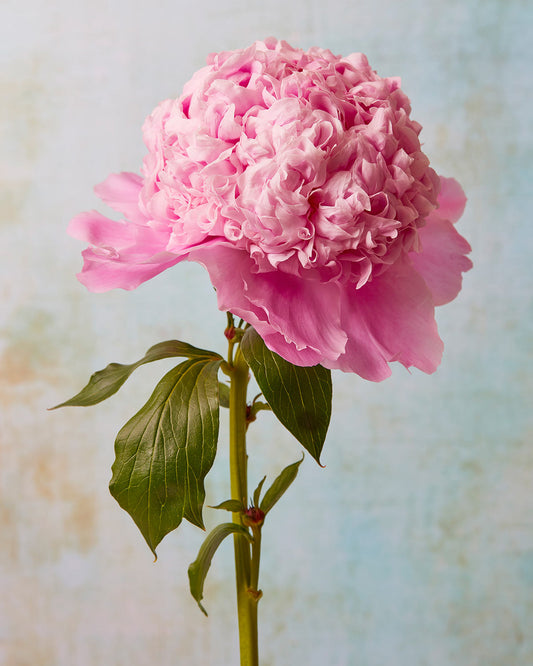 Image of a single Sarah Bernhard peony in full bloom against a mottled light blue background