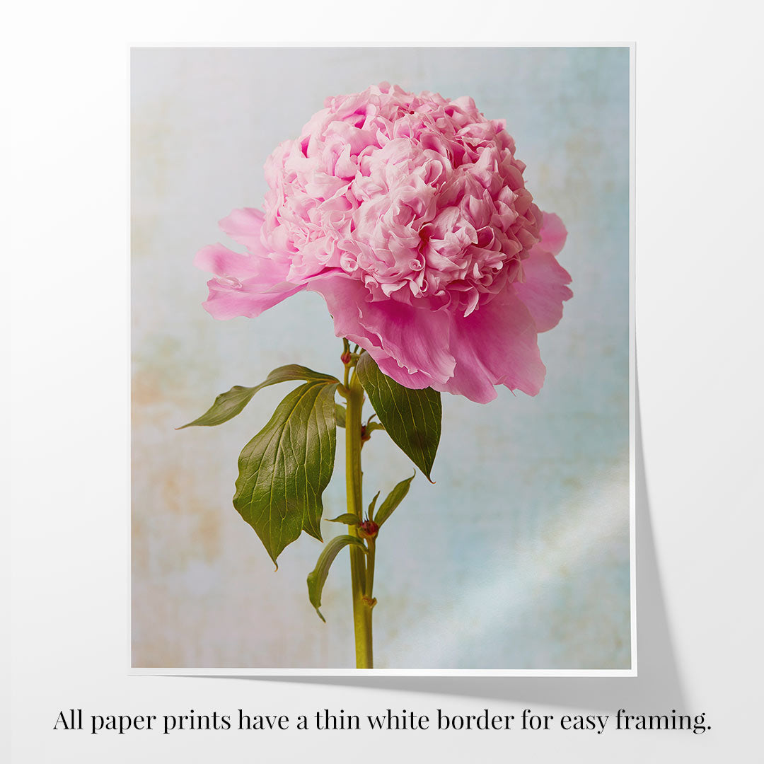 The Peony Sister Portraits - 3 Piece collection features a pink peony in full bloom with lush green leaves on a soft blue and cream background. A thin white border adds timeless romance, included with each print for easy framing.