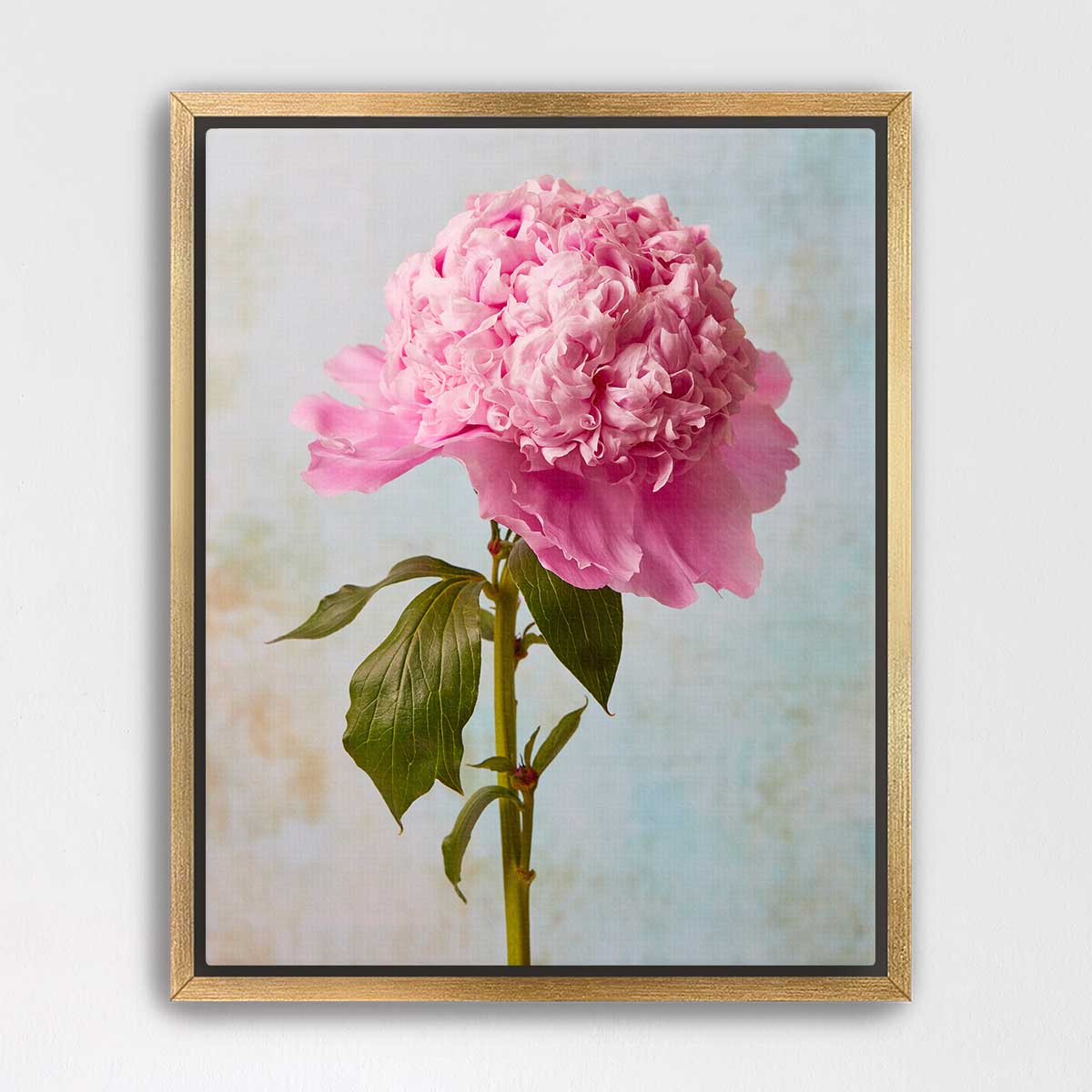Miss Stoic Peony