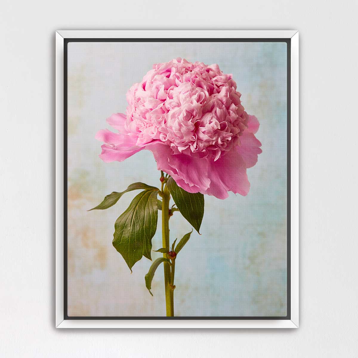 Miss Stoic Peony