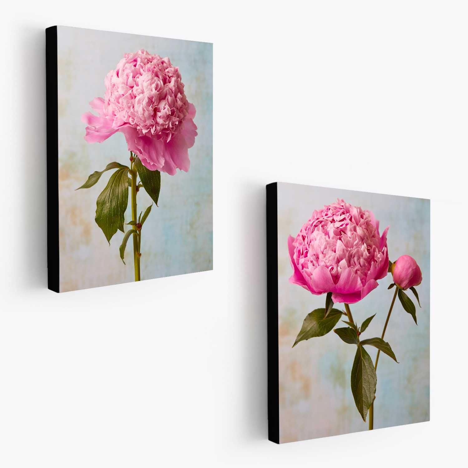 Peony Sister Duo
