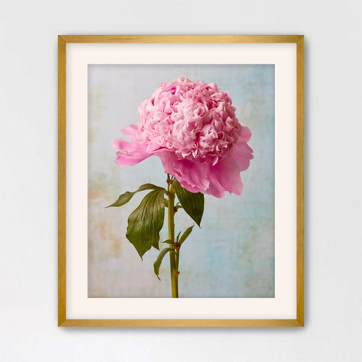 Miss Stoic Peony