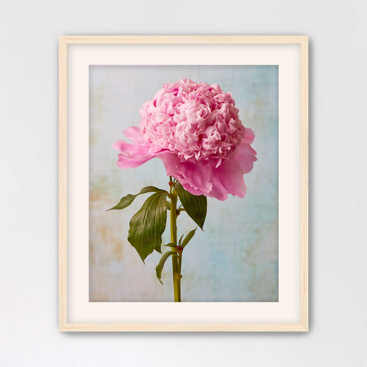 Miss Stoic Peony
