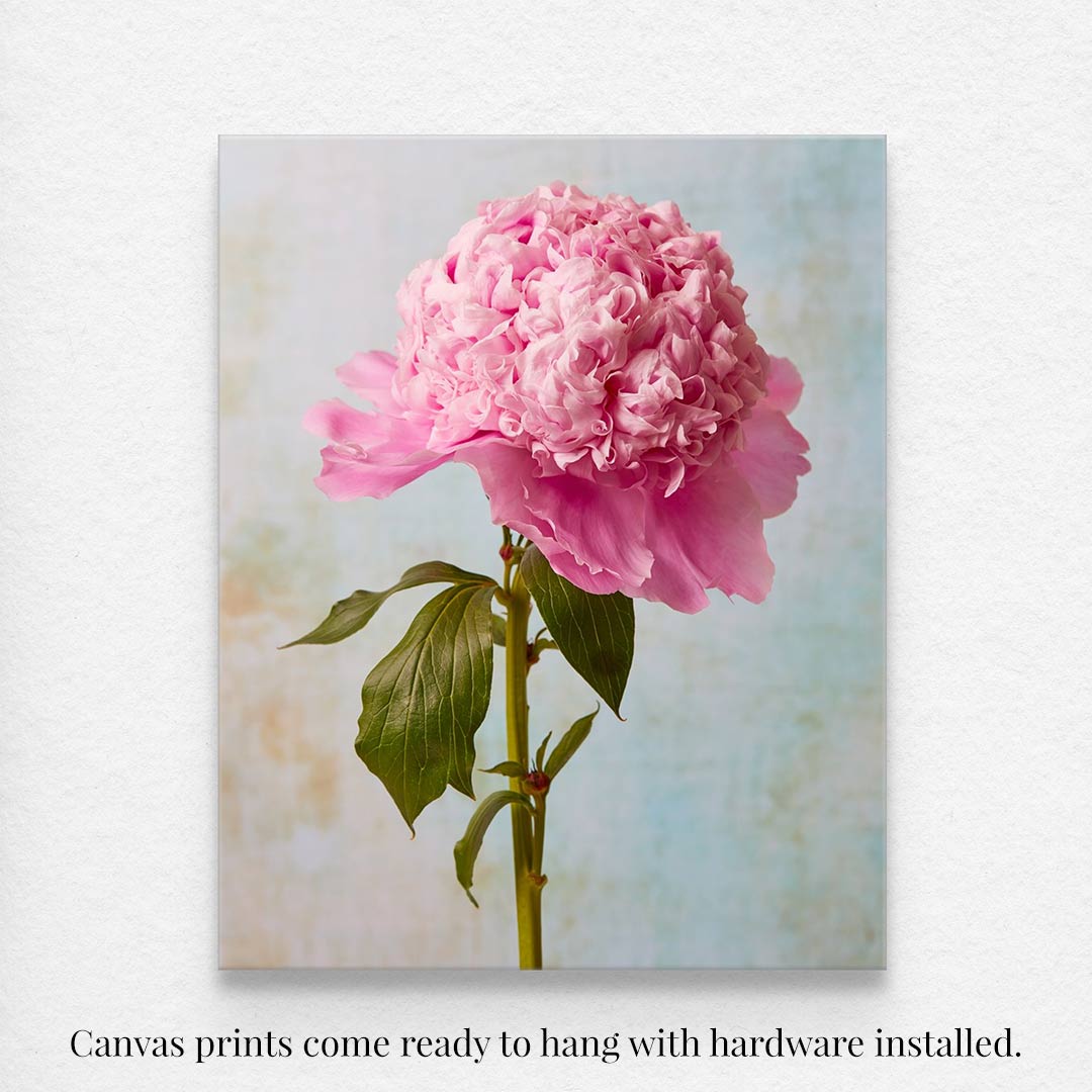 This canvas print, part of the Peony Sister Portraits - 3 Piece collection, showcases Sarah Bernhardt peonies on a light blue background. With hardware included, it comes ready to hang and captures timeless romance with exquisite detail.