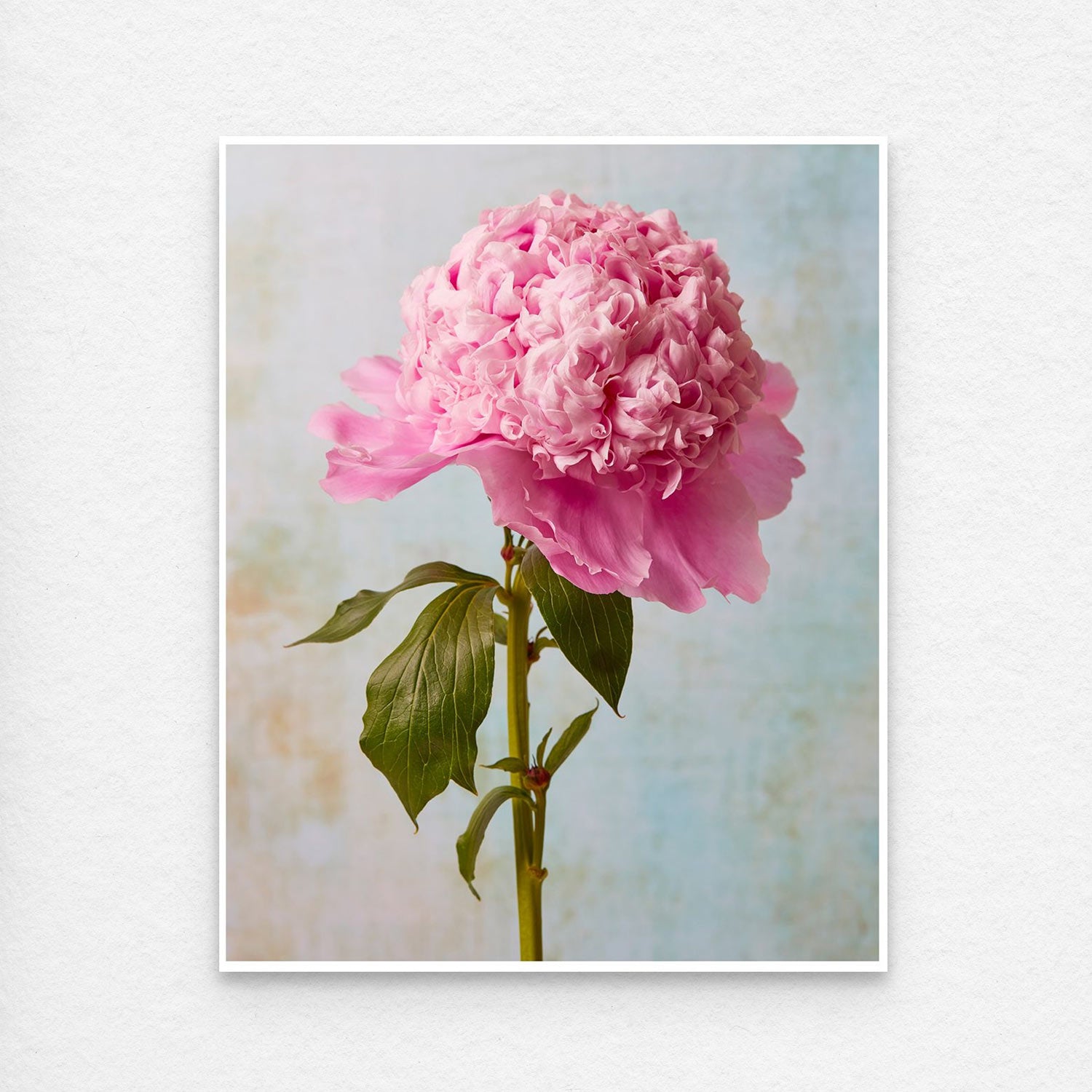 A close-up of a pink peony from the Peony Sister Portraits - 3 Piece set shows textured petals against a softly blurred pastel blue and beige background. The green stem and leaves provide contrast to this delicate symbol of timeless romance.