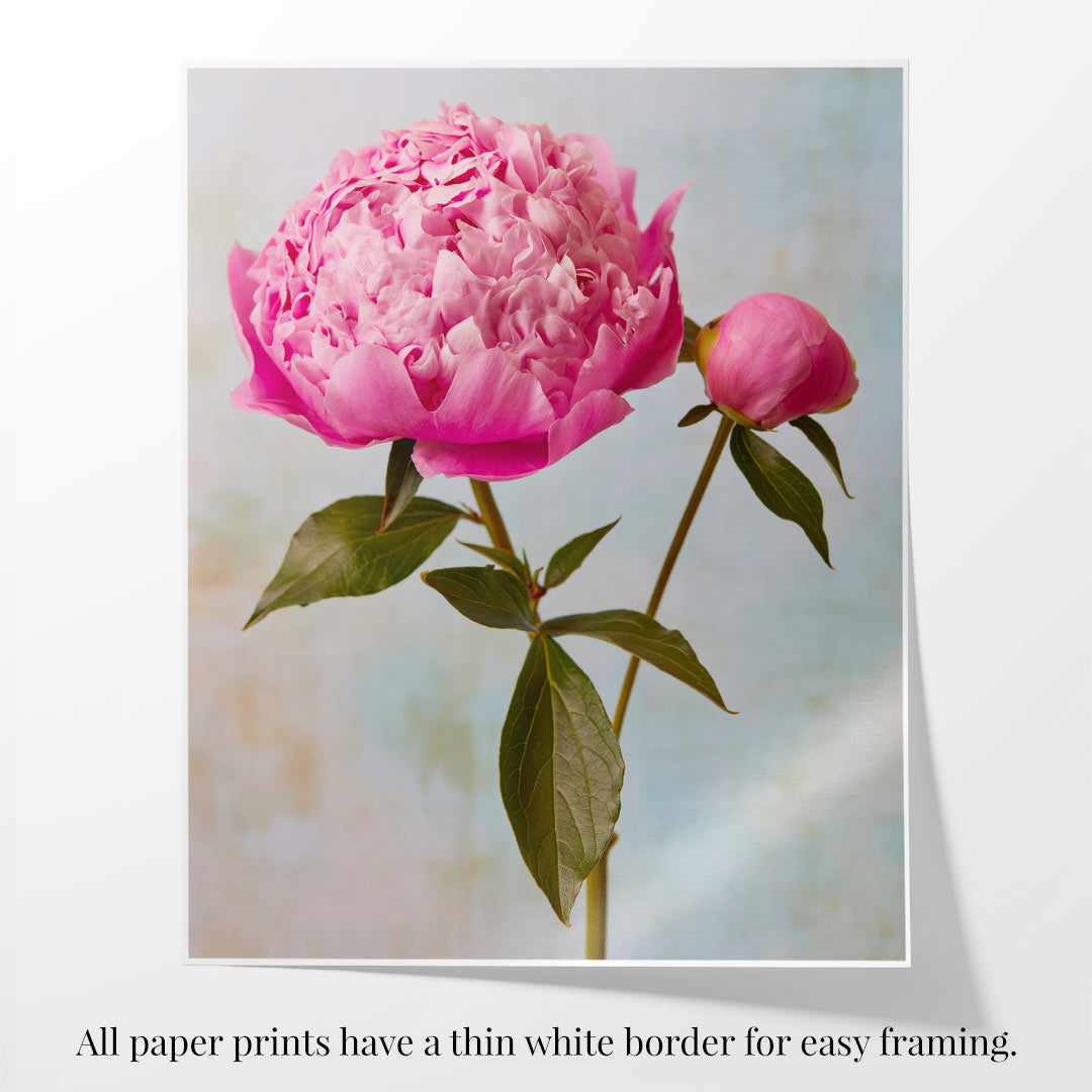 From the Peony Sister Portraits - 3 Piece collection, this print features a vibrant pink peony with lush petals and green leaves, ideal for framing. A smaller bud on the right adds timeless romance to a softly textured background.