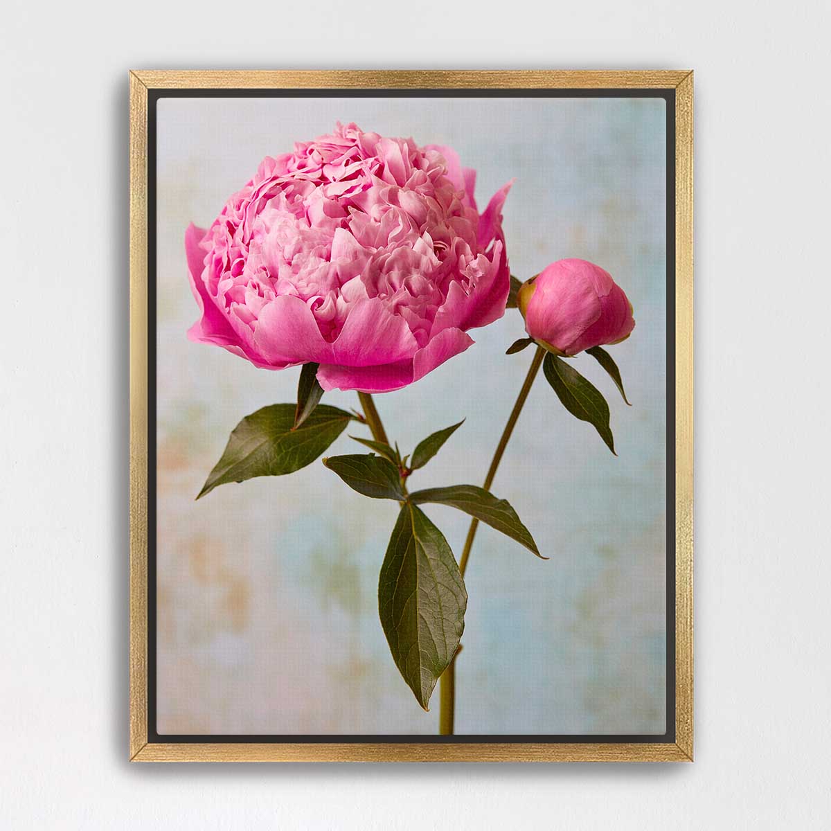 Miss Sissy Peony
