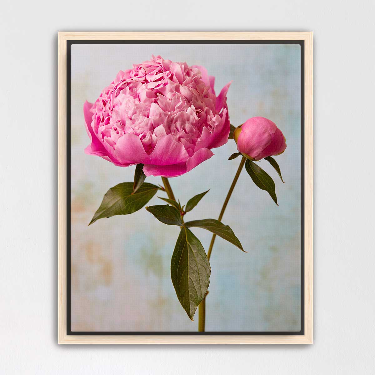 Miss Sissy Peony