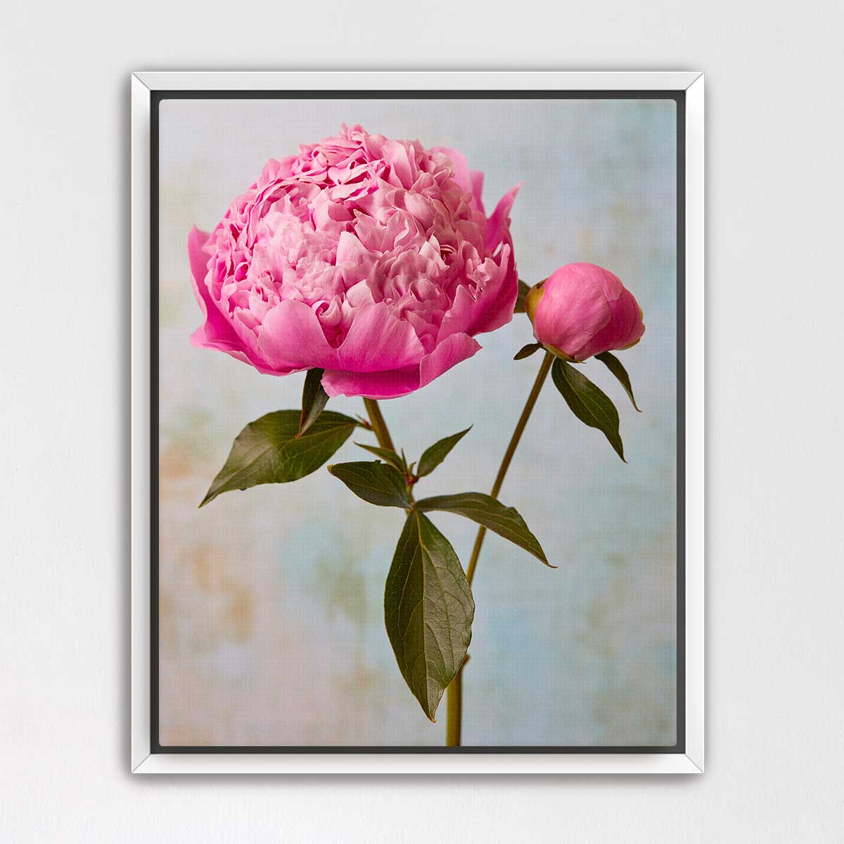 Miss Sissy Peony