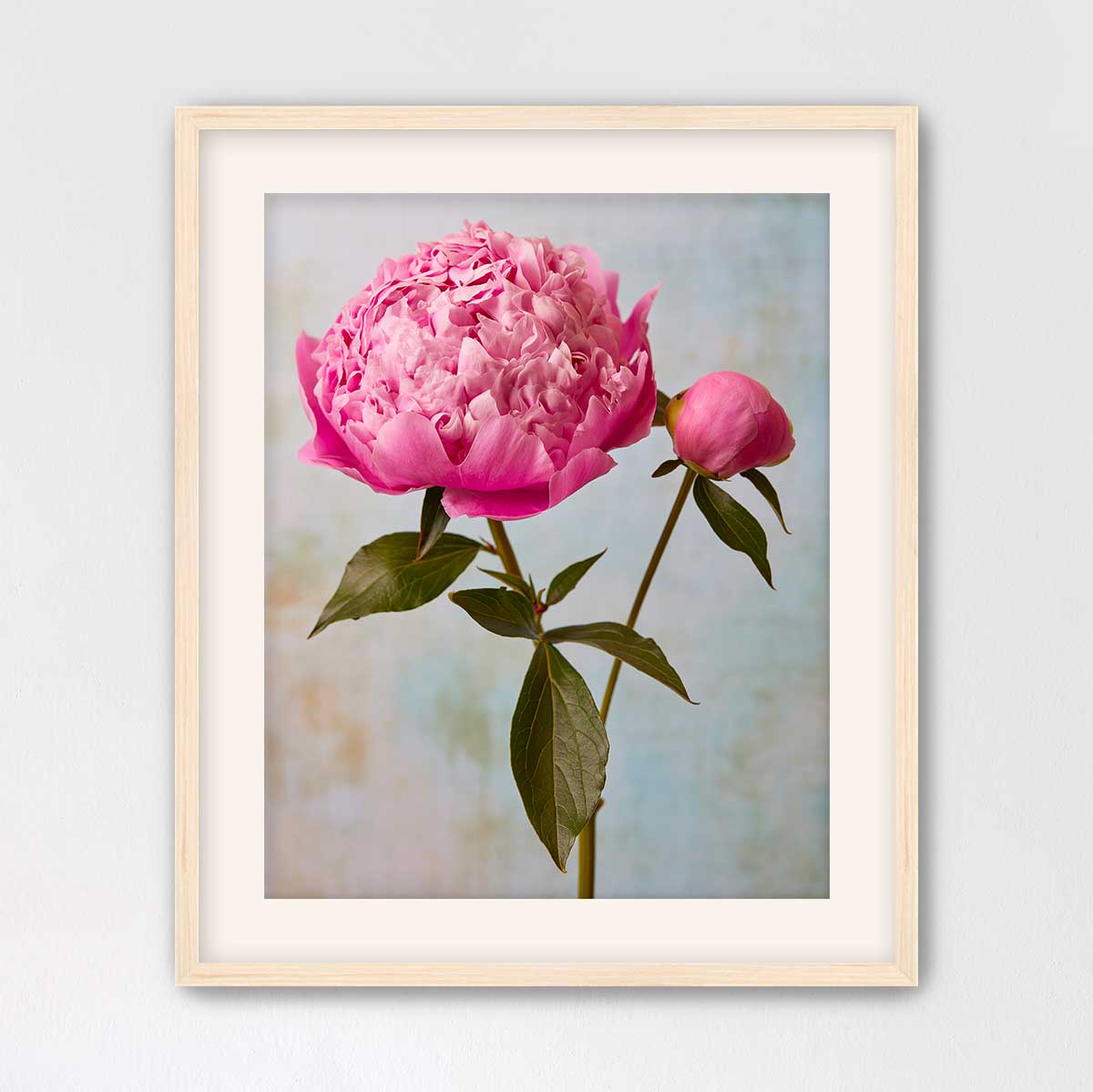 Miss Sissy Peony