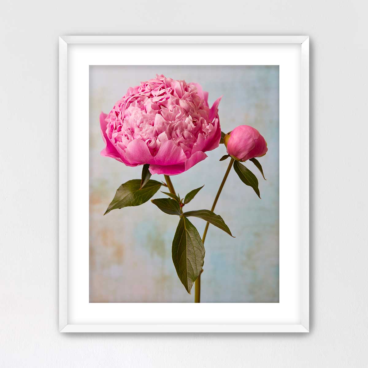 Miss Sissy Peony