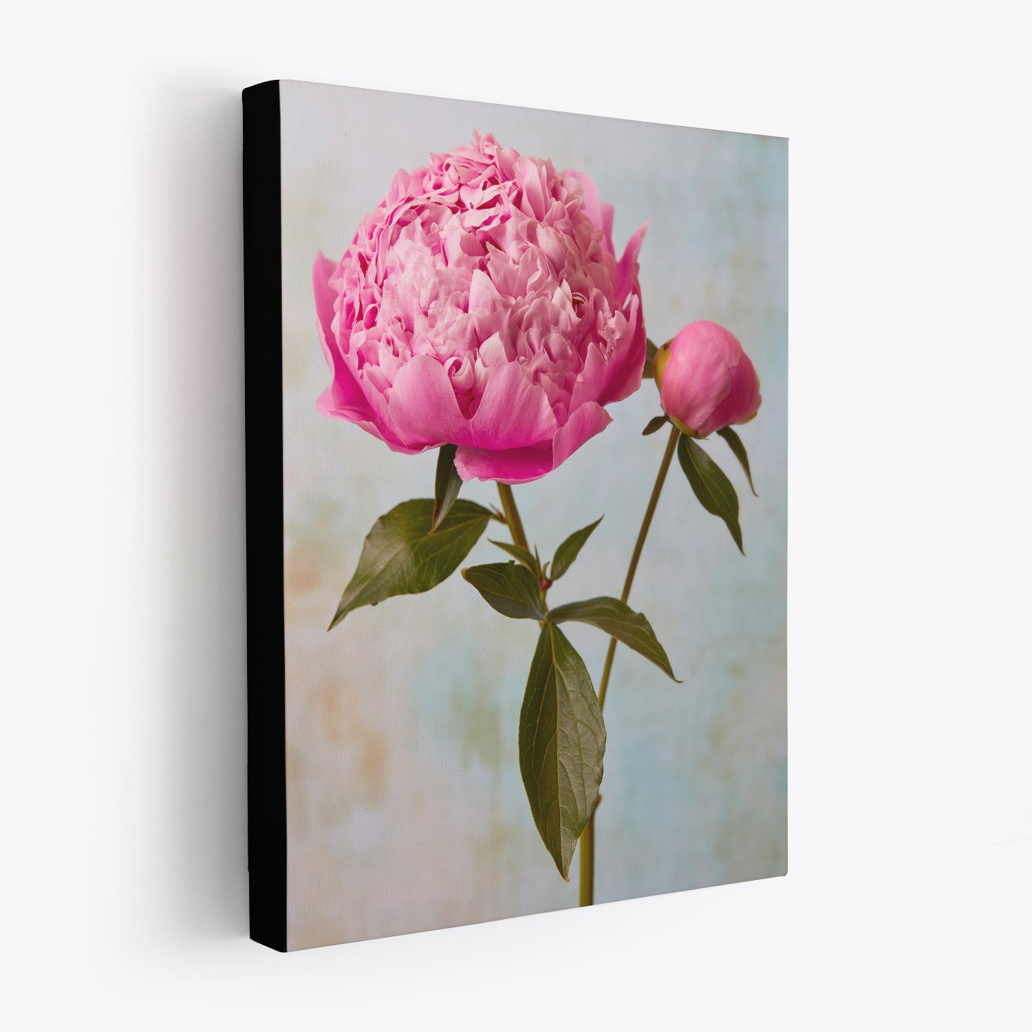 Part of the Peony Sister Portraits - 3 Piece collection, this canvas print features a Sarah Bernhardt peony in full bloom with a budding companion on a light blue textured background. A black border adds contrast, enhancing the timeless romance of the flowers soft hues.