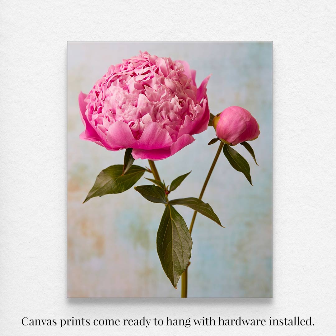 A canvas print from the Peony Sister Portraits - 3 Piece collection showcases a pink Sarah Bernhardt peony in full bloom, accompanied by a bud and green leaves on a muted background. Text below reads, Canvas prints come ready to hang with hardware installed.