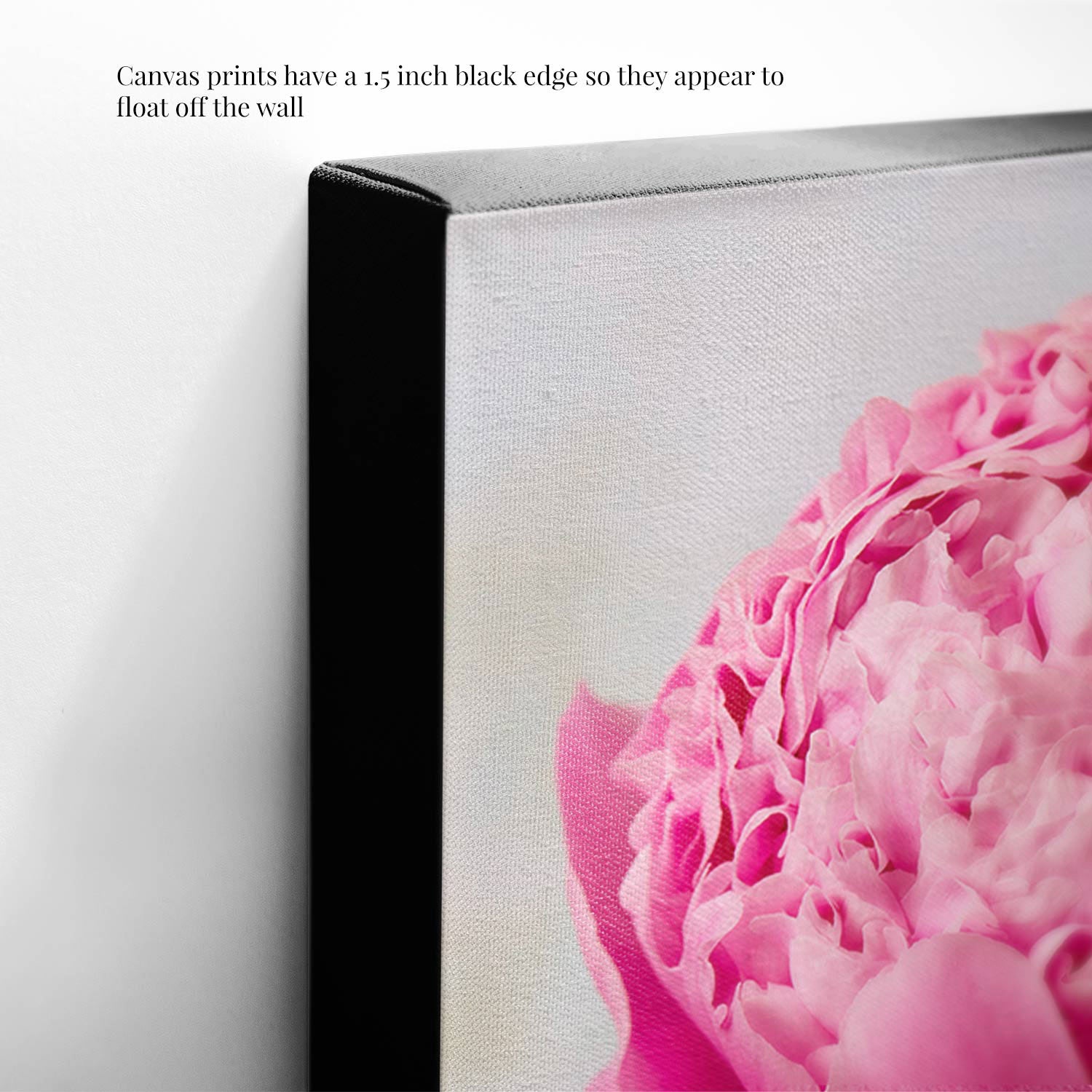 A close-up of the Peony Sister Portraits - 3 Piece canvas print features a large pink peony on a white background with a 1.5-inch black edge, creating a floated effect. Text in the top left corner explains this aspect, capturing timeless romance.