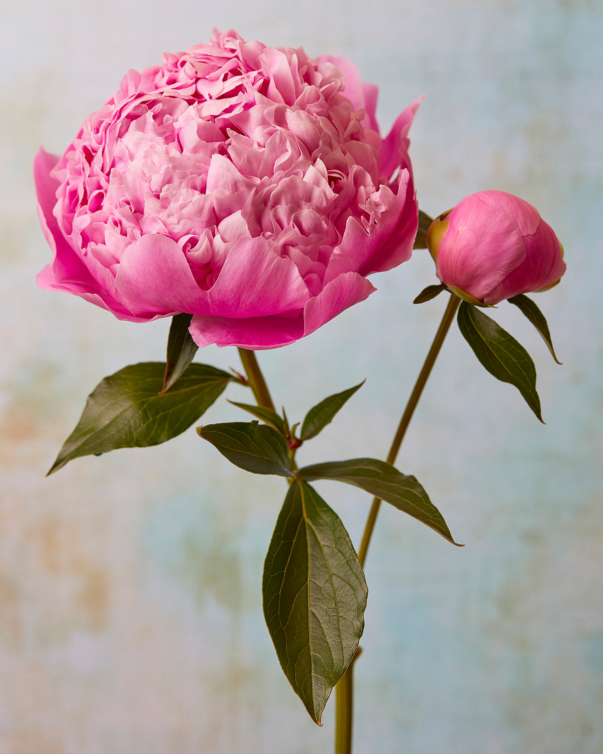 A vibrant pink Sarah Bernhardt peony from the Peony Sister Portraits - 3 Piece collection blooms with layered petals against a soft pastel blue and peach background. A smaller bud nestles beside it on the stem, surrounded by lush green leaves, embodying timeless romance.