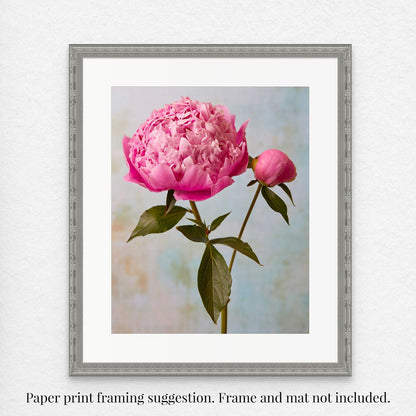 The Miss Sissy Peony is a fine art giclee print featuring a pink blossom and bud set against a softly blurred pastel background. Frame and mat are not included.