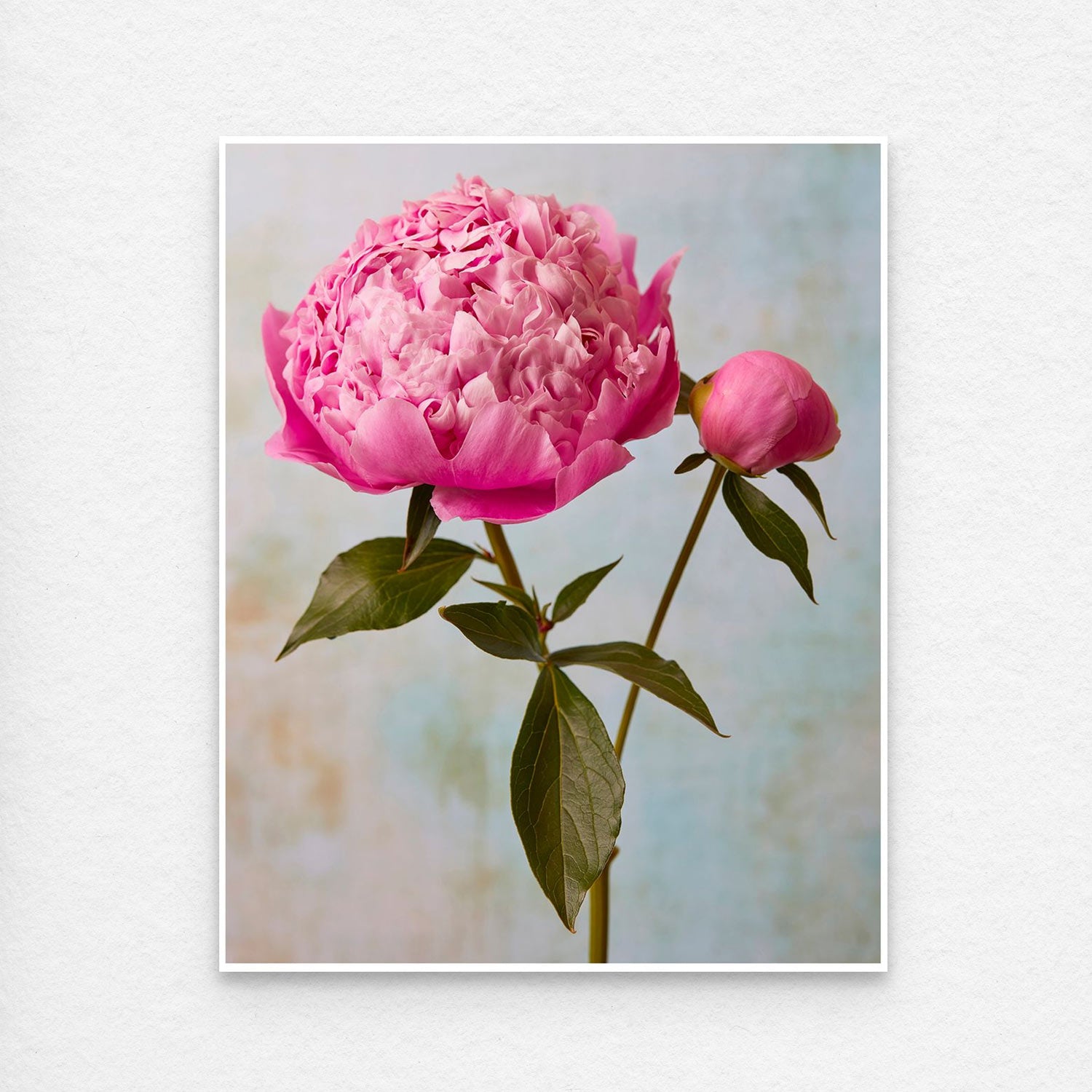 A vibrant pink peony from the Peony Sister Portraits - 3 Piece collection blooms beside a closed bud on a slender stem with lush green leaves, set against a softly blurred pastel blue and beige background, evoking timeless romance.