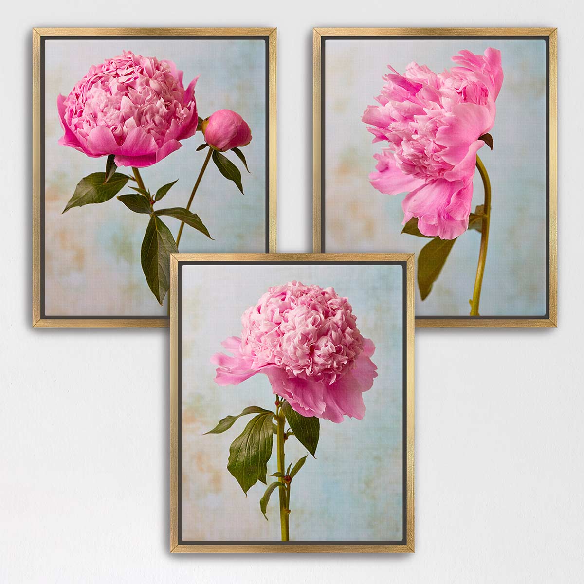 three framed pictures of pink peonies, each with a different arrangement of the flowers.
