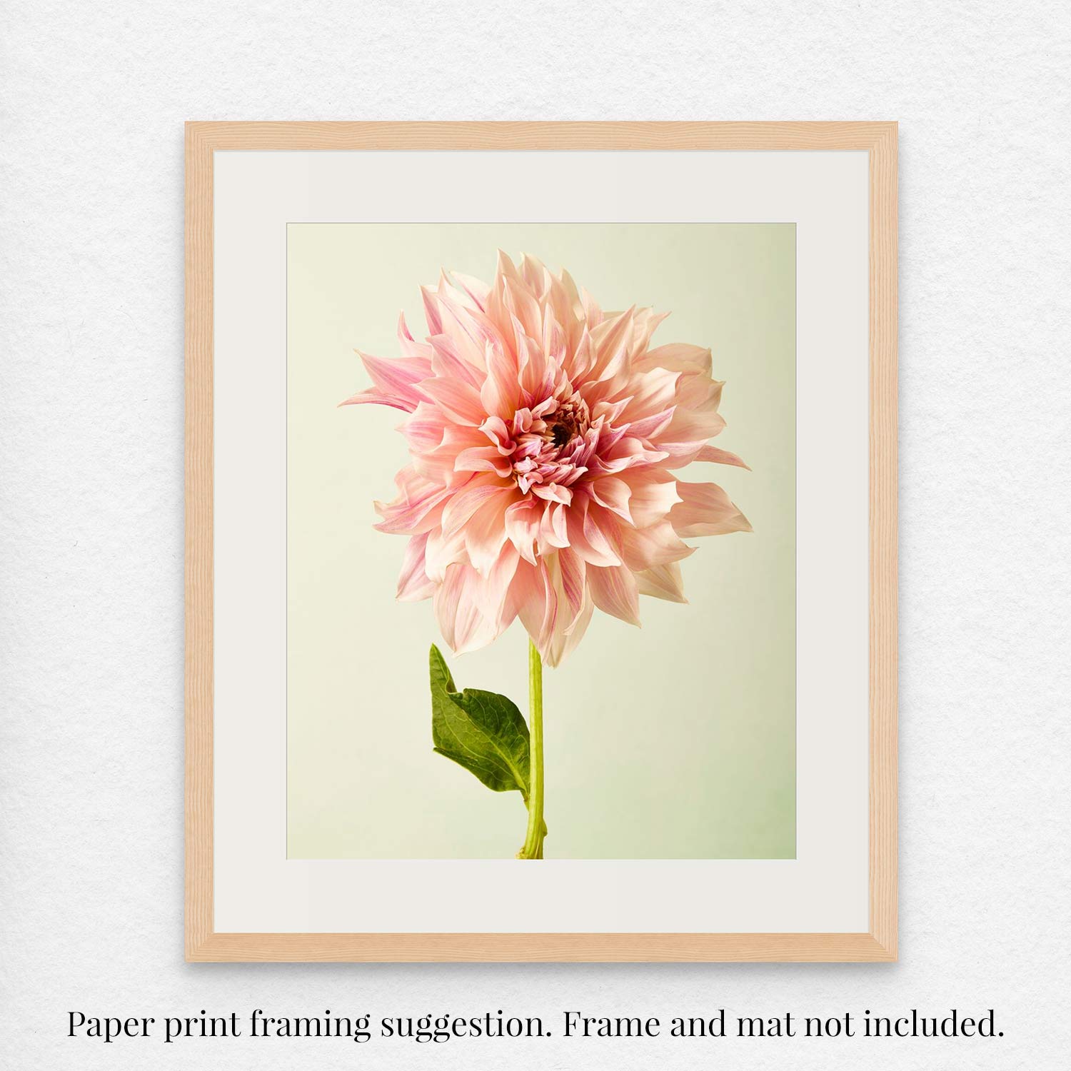 The framed giclee print Elegance In Pink features a large pink Café au Lait dahlia against a light green background. The soft colors of the flower are complemented by a wooden frame. It notes, Paper print framing suggestion. Frame and mat not included.