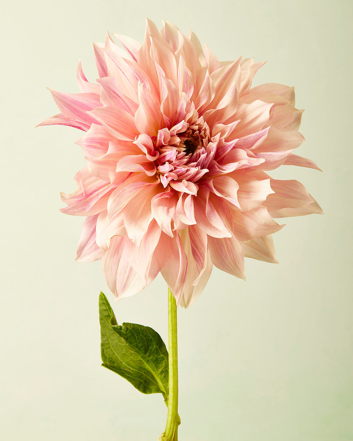 The Elegance In Pink fine art giclee depicts a blooming Café au Lait dahlia with layered pink petals, a dark center, and a single green leaf on its stem against a light background, ideal for canvas wall art enthusiasts.