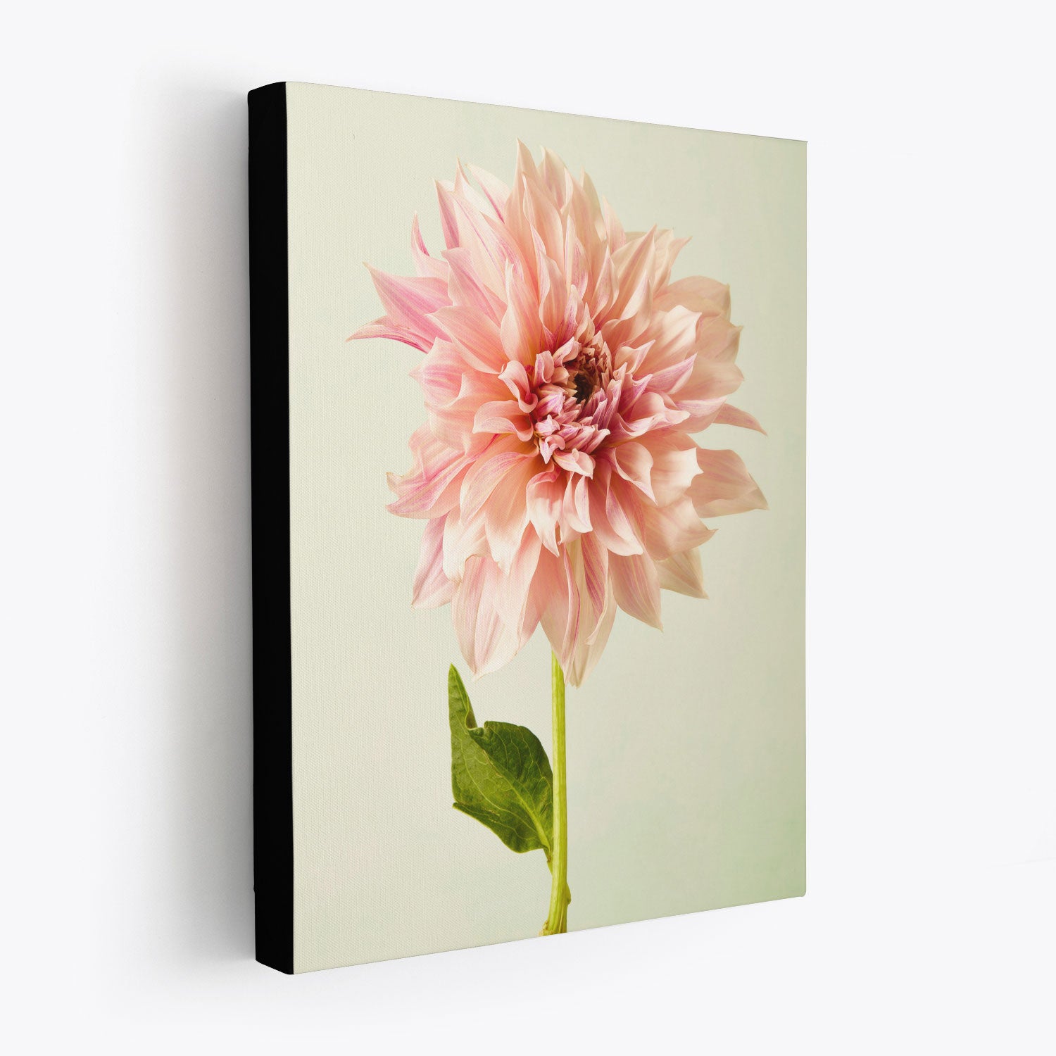 The Elegance In Pink fine art giclee canvas print features a close-up of a single Café au Lait dahlia with delicate pink petals on a light background. A green leaf enhances the image, and the canvas edges are black so the print appears to floats off the a wall.