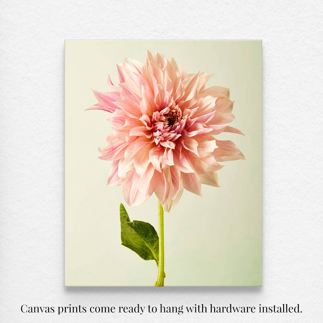 Elegance In Pink features a Café au Lait dahlia with soft pink petals on a pale green background, printed as fine art giclee canvas. Its ready to hang with all hardware installed.