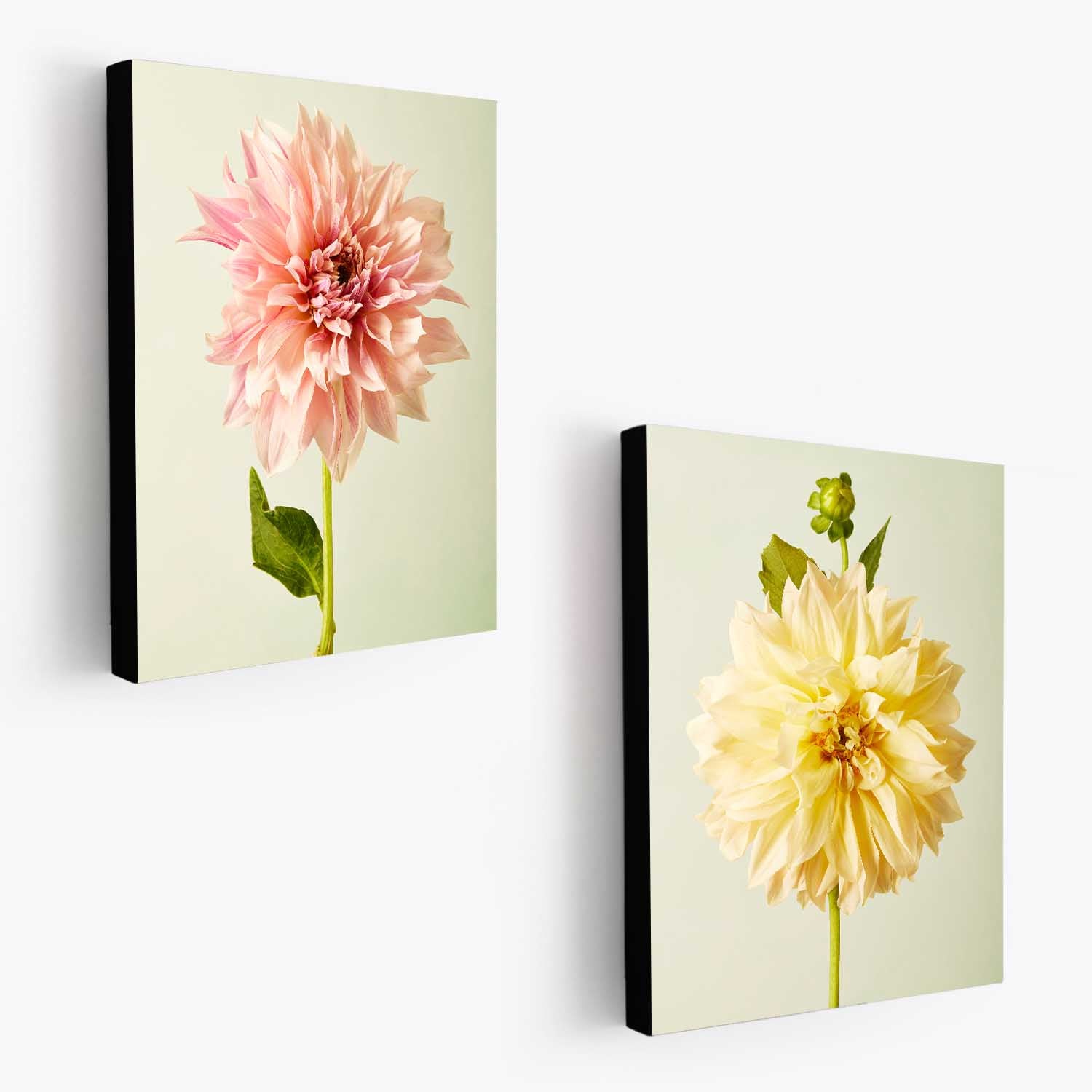 Cafe Au Lait Dahlia Duo