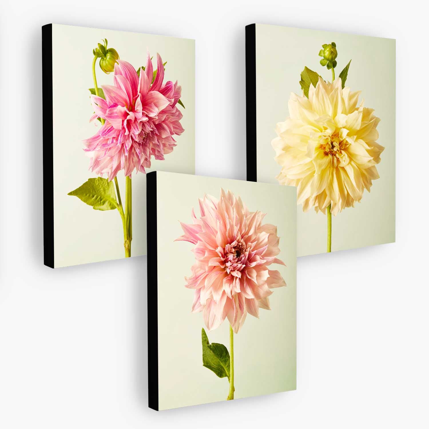 Cafe Au Lait Dahlia- 3 Piece Art Set
