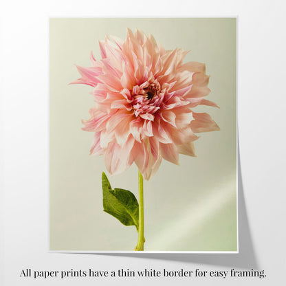 An Elegance In Pink Café au Lait dahlia with delicate pink petals and a green stem is centered on a light background. This fine art giclee print has a thin white border for easy framing, with bottom text noting this detail.