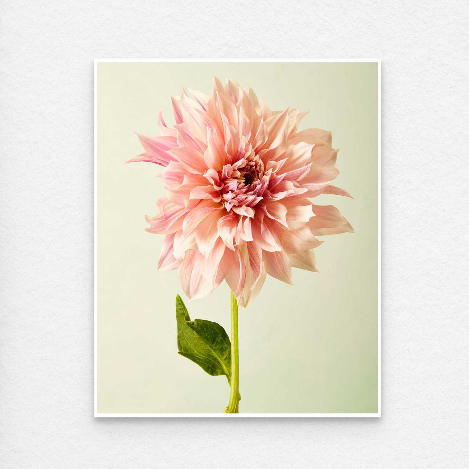 Elegance In Pink features a close-up of a single pink Café au Lait dahlia set against a light green background, highlighting its large, layered petals in soft pink and peach hues with one visible green leaf, making it perfect for any canvas wall art collection.