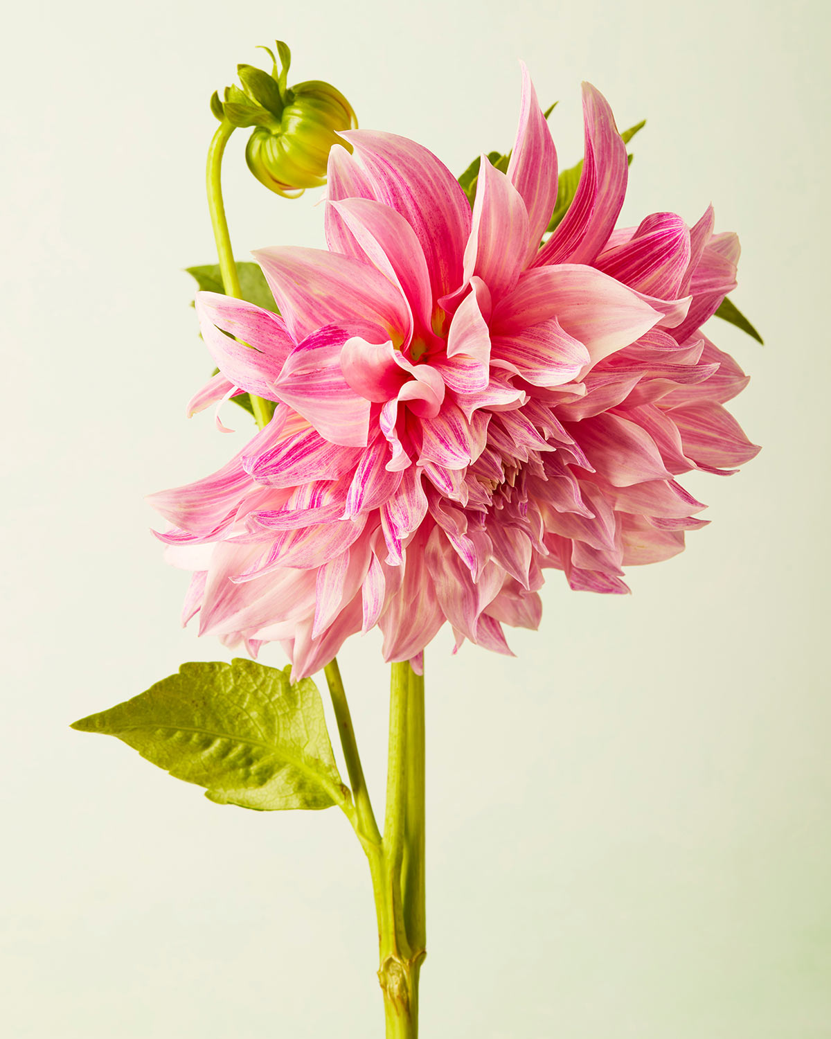 The Budding Beauty Dahlia features a vibrant pink dahlia with layered petals and a yellow center on a pale green background. This minimalist art showcases natures elegance, including a smaller bud and green leaves on the stem—ideal for fine art paper print or canvas art lovers.