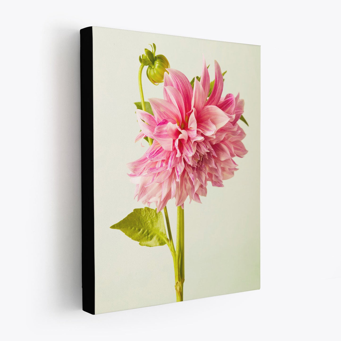 The Budding Beauty Dahlia canvas wall art features a vibrant pink dahlia with lush petals and green leaves on a green background. The canvas is shown with 1.5 inch black edges.