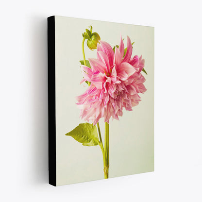 The Budding Beauty Dahlia canvas wall art features a vibrant pink dahlia with lush petals and green leaves on a green background. The canvas is shown with 1.5 inch black edges.