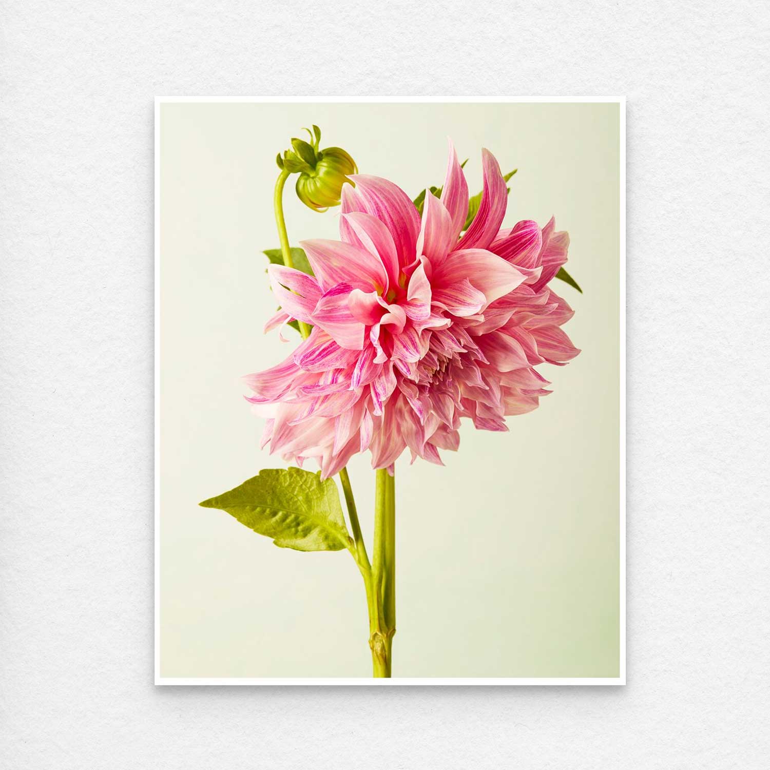 The Budding Beauty Dahlia print with a small white border showcases a pink dahlia with layered petals and a green bud on a pale green background, centered alongside a single green leaf on its stem. 