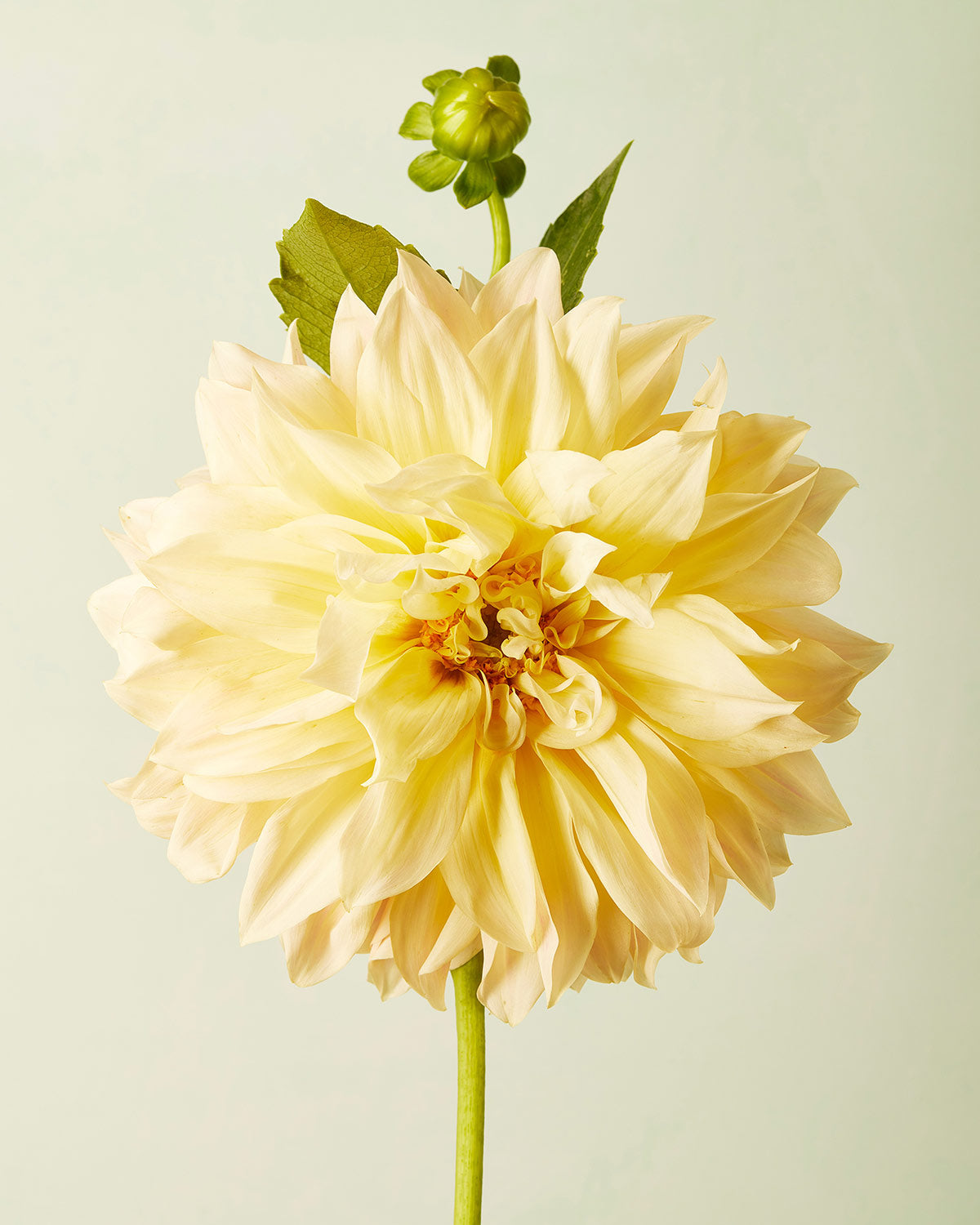 The Champagne Petals dahlia displays large, pale yellow petals against light green. With a smaller bud and lush leaves atop the stem, this elegant scene is ideal for fine art giclee or canvas wall art.