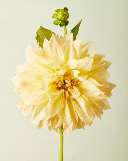 This image, titled Champagne Petals Cafe Au Lait Dahlia, showcases a close-up of the flower petals against a light green backdrop. Delicate petals and a nearby bud with green leaves add charm, creating perfect floral wall art that infuses elegance into any room.