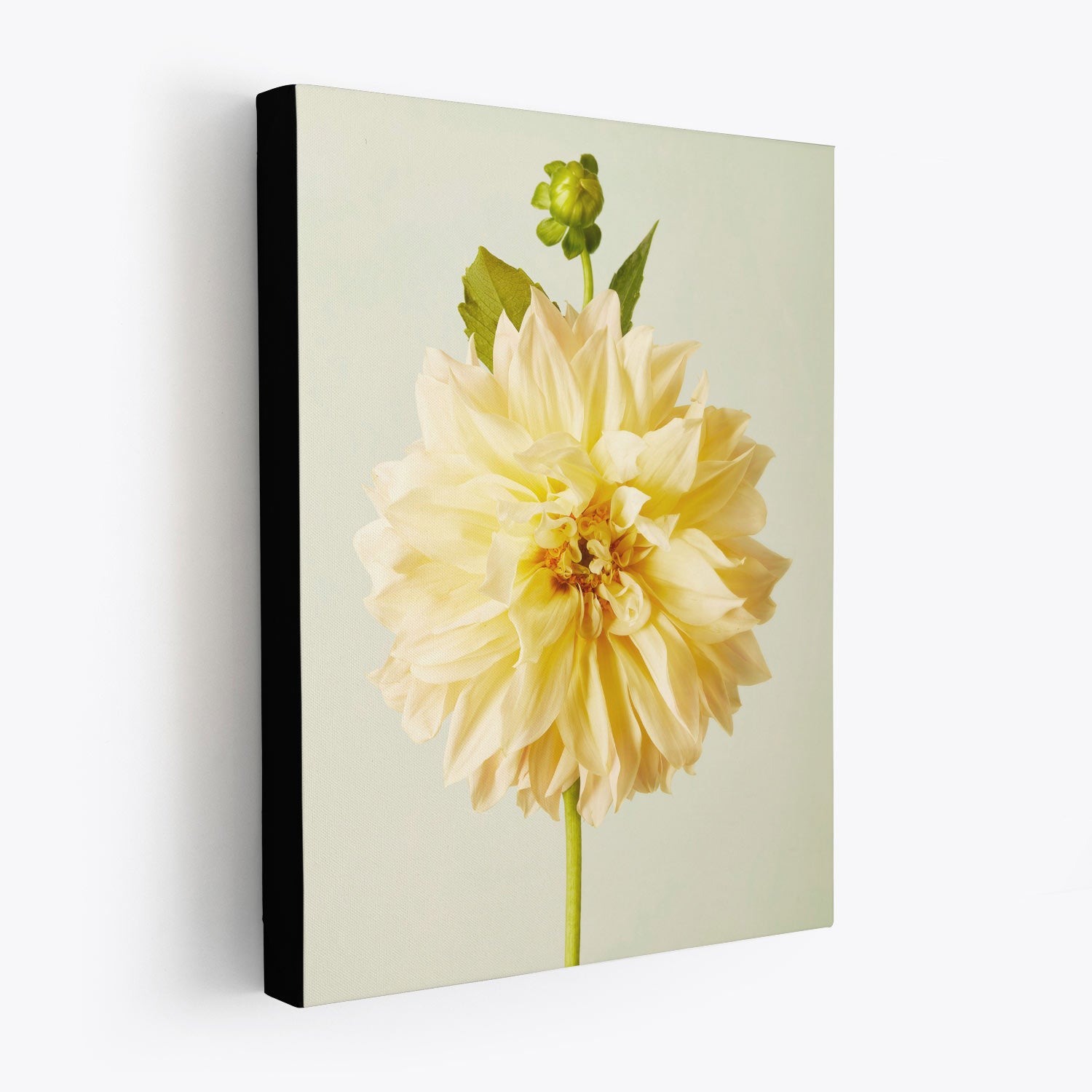 The fine art giclee canvas wall art, Champagne Petals, features a Café au Lait dahlia with layered petals and a delicate bud set against a pale green background. Its black edge offers striking contrast to the soft hues of this captivating floral piece.