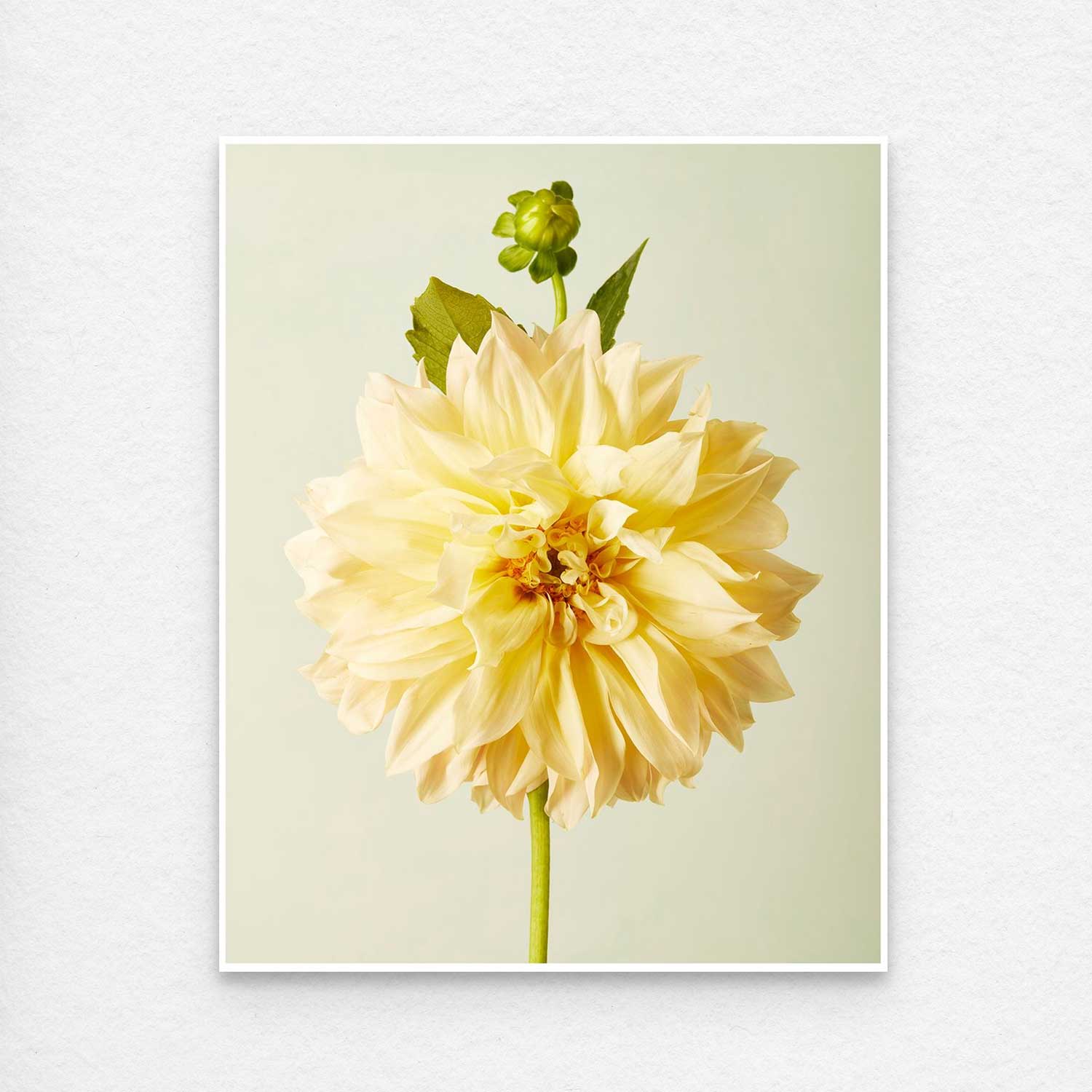 This Champagne Petals canvas wall art features a large, pale yellow Café au Lait dahlia with layered petals against a light green background. A small green bud and leaves adorn the stem above the flower, creating a serene and elegant composition.