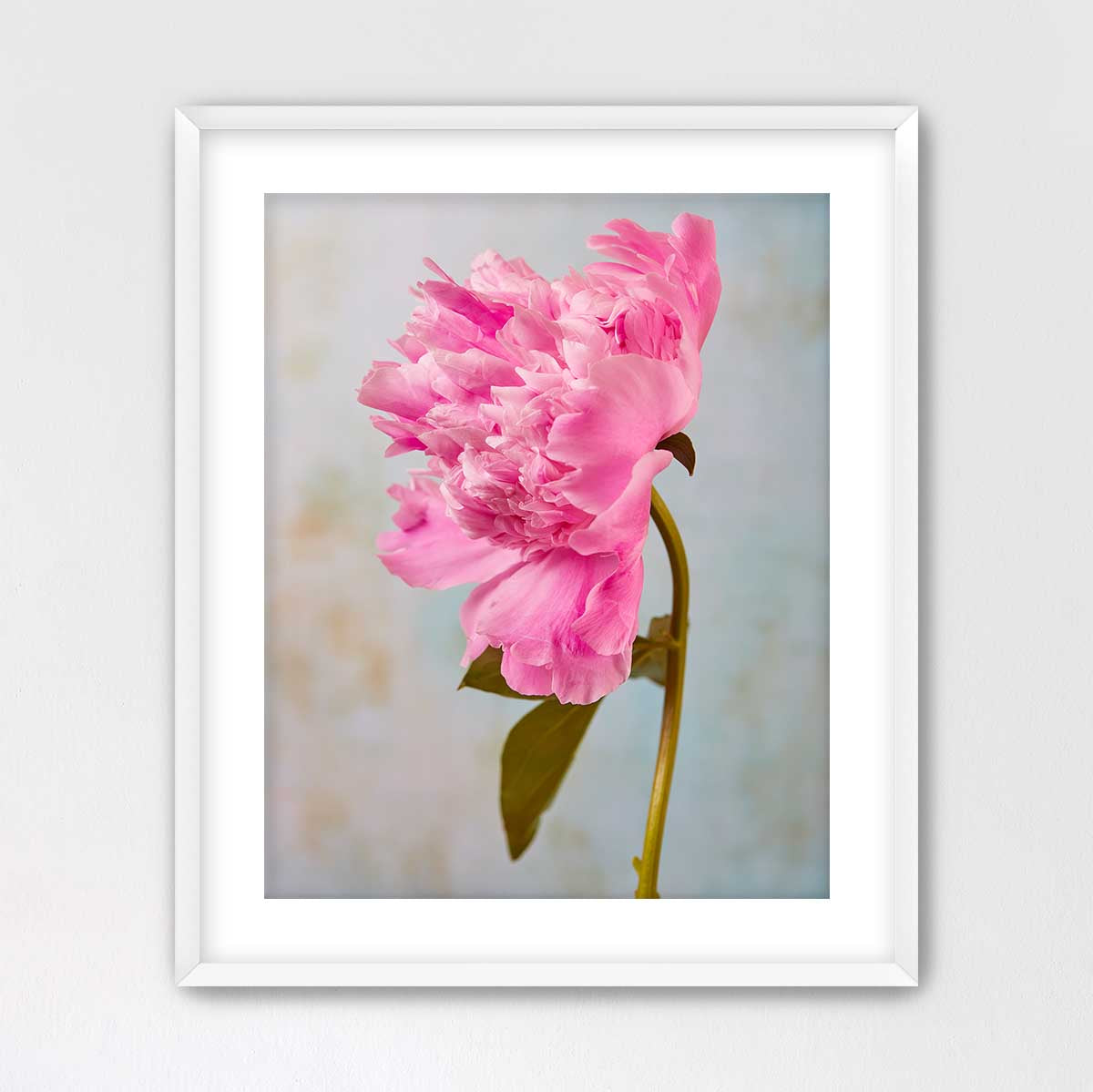 A single, vibrant pink peony flower in full bloom, with its delicate petals and green stem visible against a soft, blurred background.