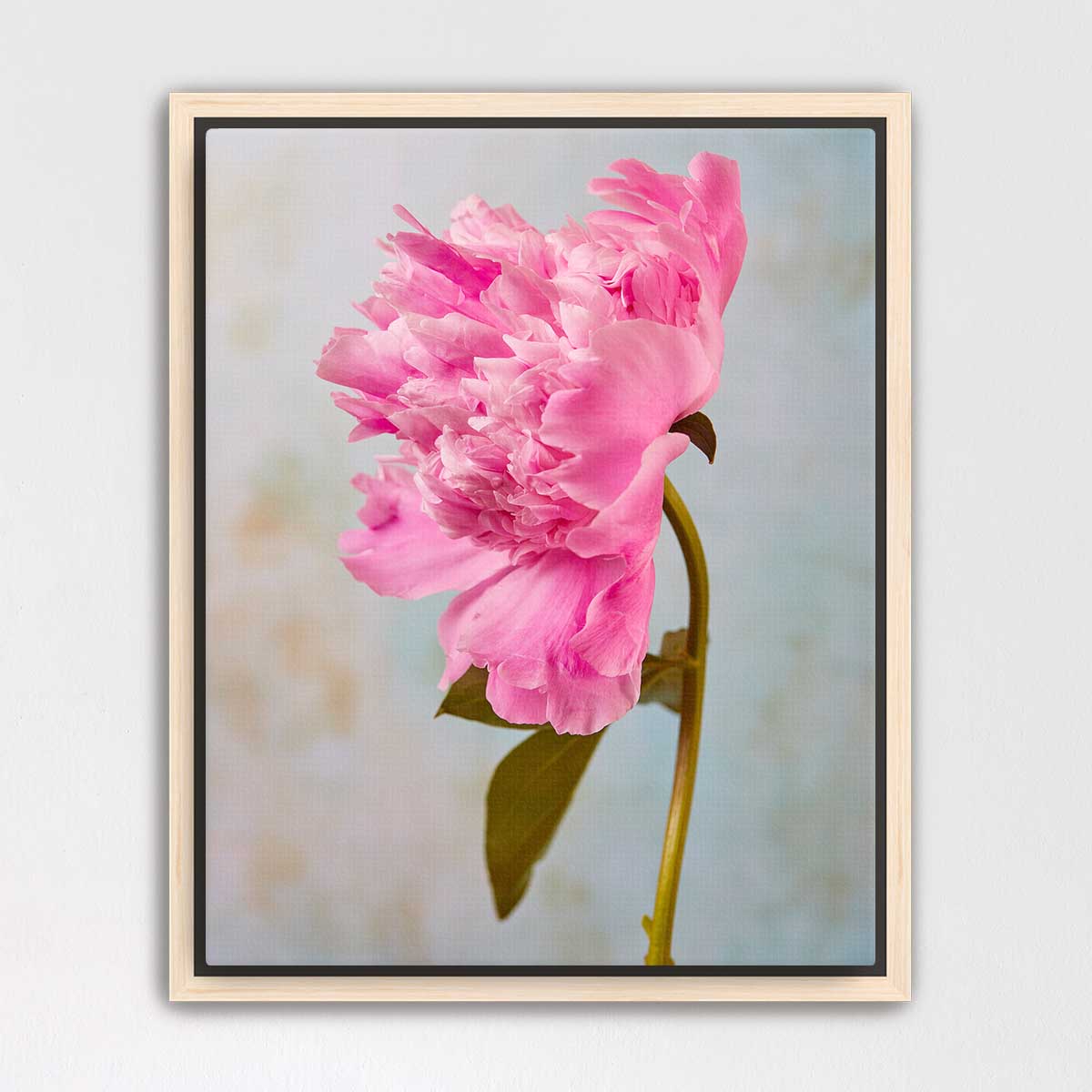 A single, vibrant pink peony flower in full bloom, with its delicate petals and green stem prominently featured against a soft, blurred background.