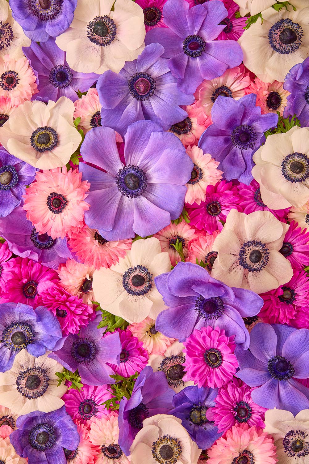 Anemone Portraits 3 Piece Art Set