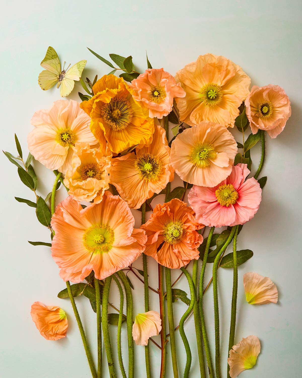 Italian Poppy Garden