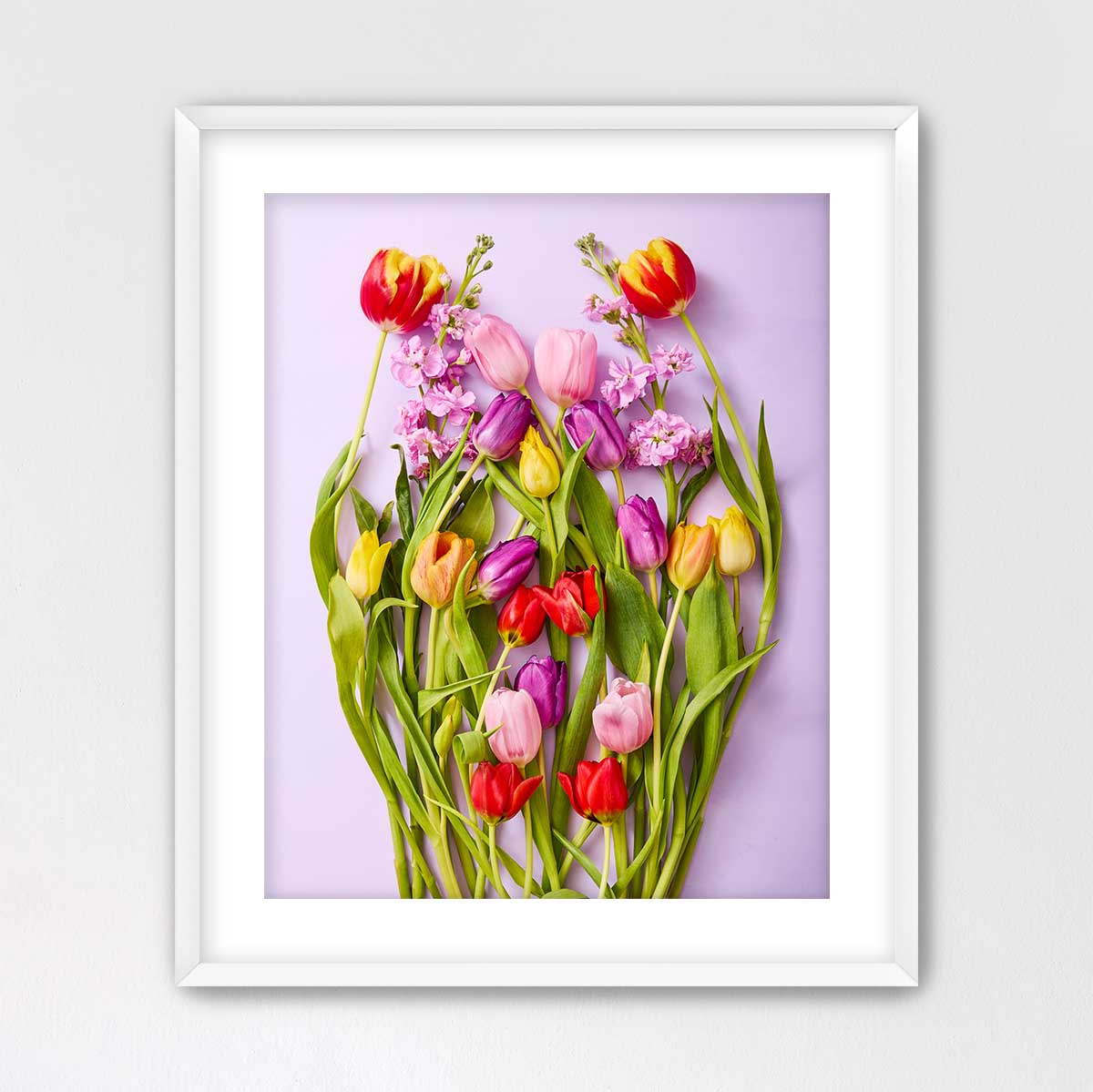 Tulip Garden