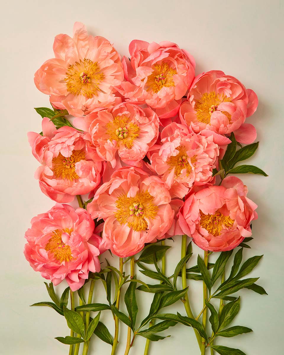 Coral Charm Garden