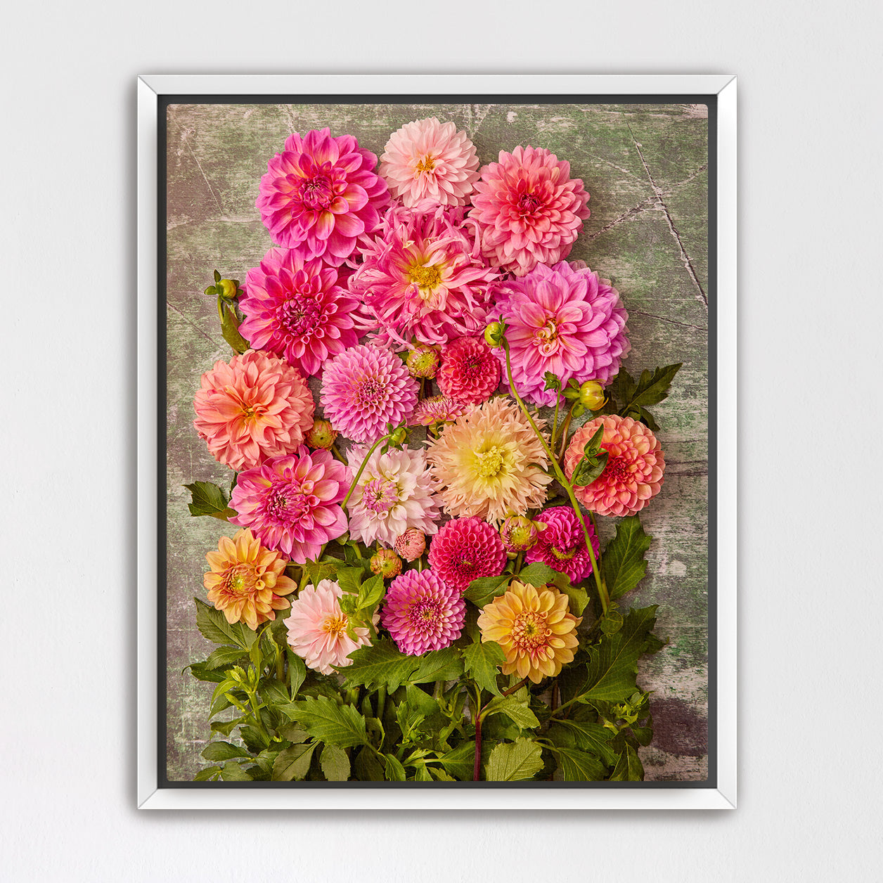 Dahlia Garden