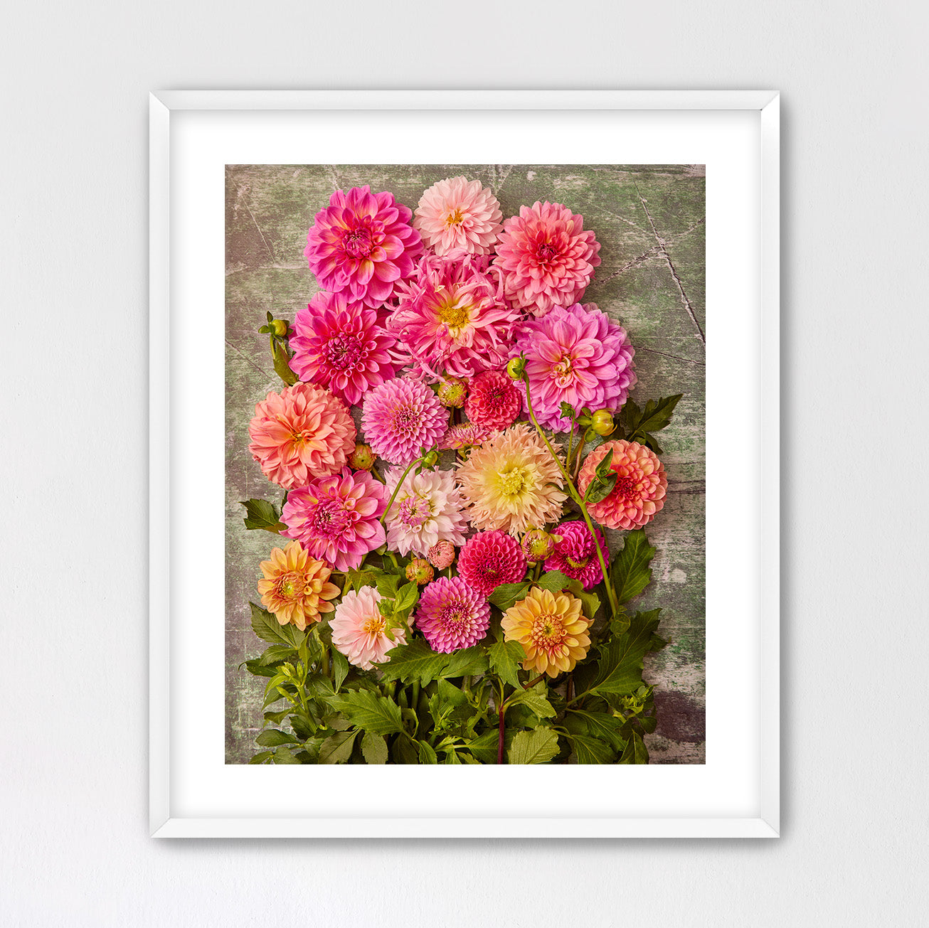 Dahlia Garden