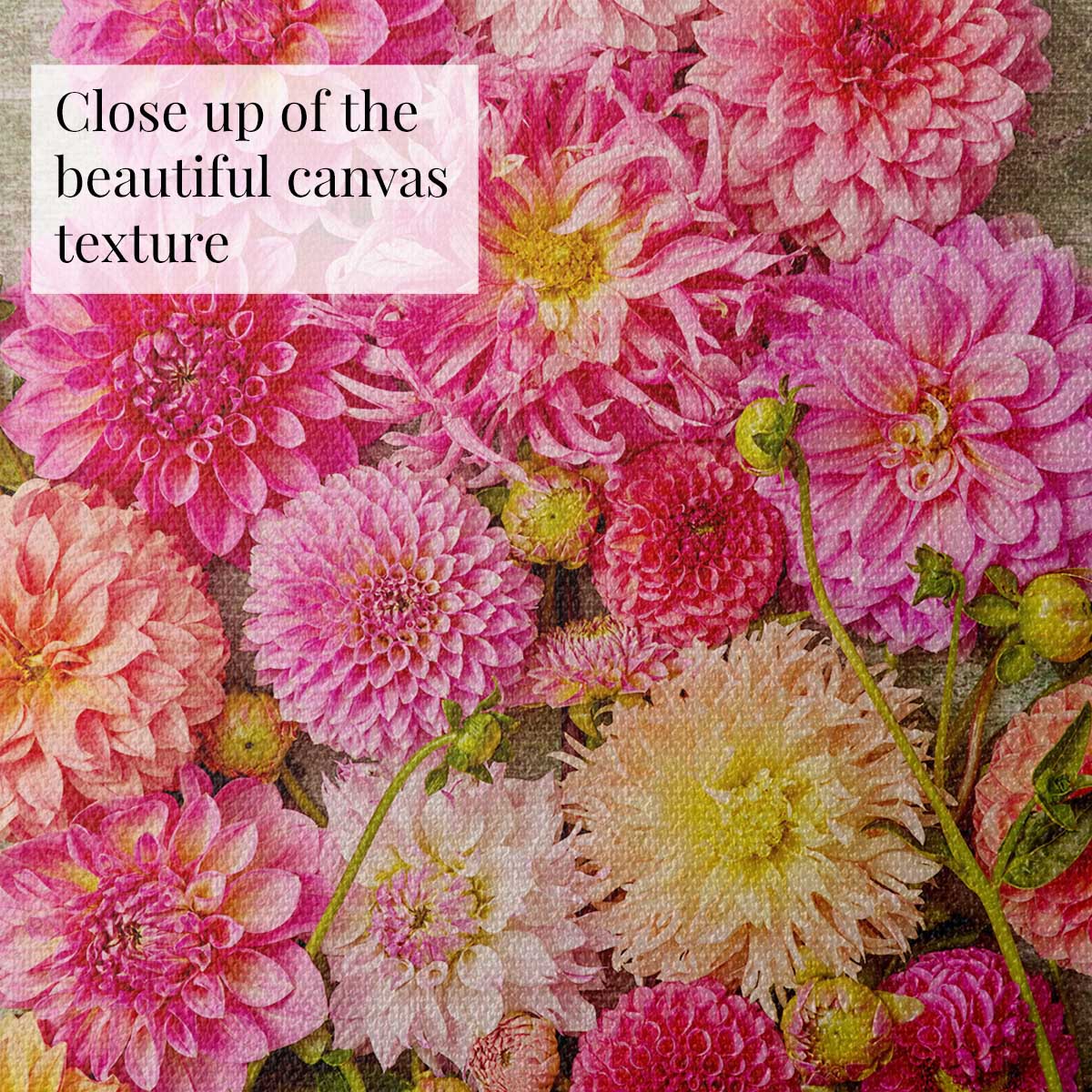 Dahlia Garden