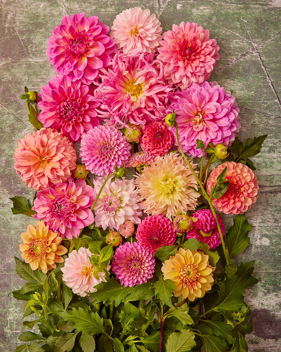Dahlia Garden