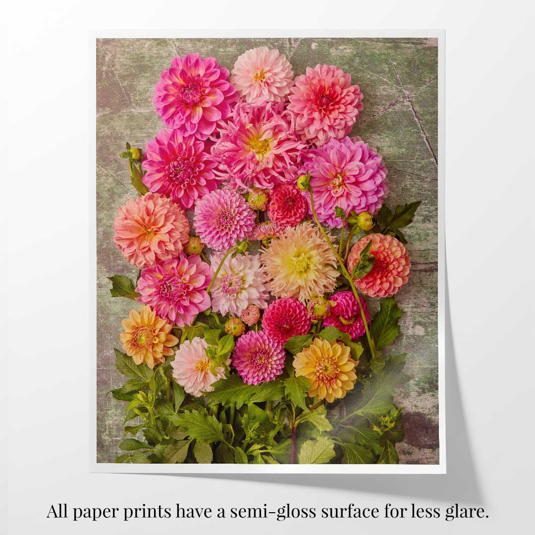 Dahlia Garden